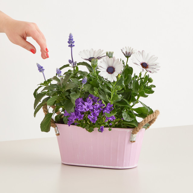 BLUME2000 Lila Laune Metalltopf in Lila für Balkon und Terrasse, Höhe: 30 cm, Breite: 30 cm, Tiefe: 3 cm - Bild 1