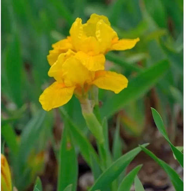 Zwergschwertlilie Orange Caper Iris barbata nana von Nr-01.de - Bild 1