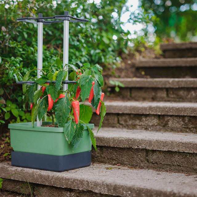 Gusta Garden Charly Chili Pflanzentopf mit Rankhilfe, Dunkelgrün, Höhe: 105,4 cm - Bild 2