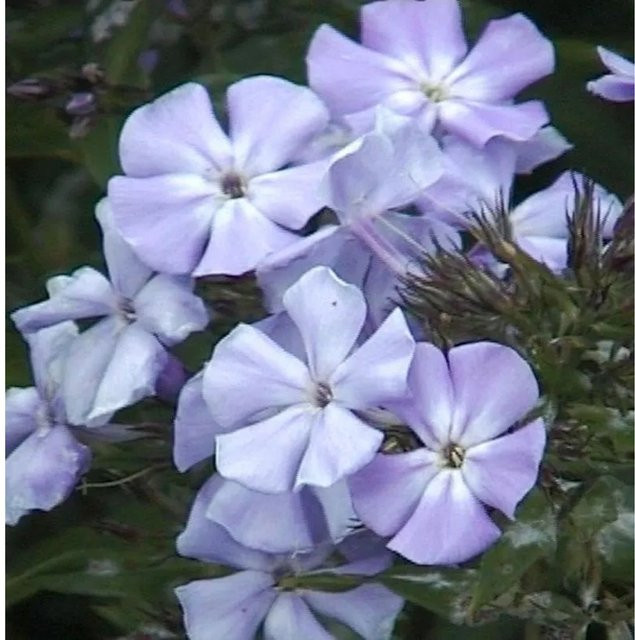 Phlox Paniculata Hohe Flammenblume als mehrjährige Beetpflanze und Schnittblume von Nr-01.de - Bild 1