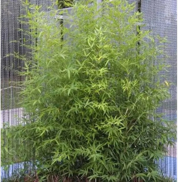 Phyllostachys bissetii Gartenbambus von Nr-01.de in Grün, Höhe: 100-125 cm - Bild 1