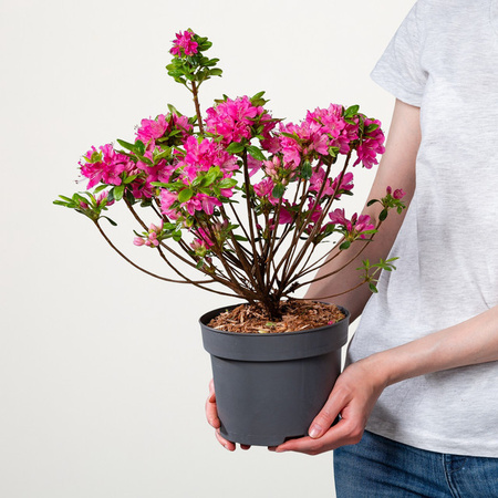 Japanische Azalee Rhododendron obtusum von BLUME2000 für Balkon und Kübel