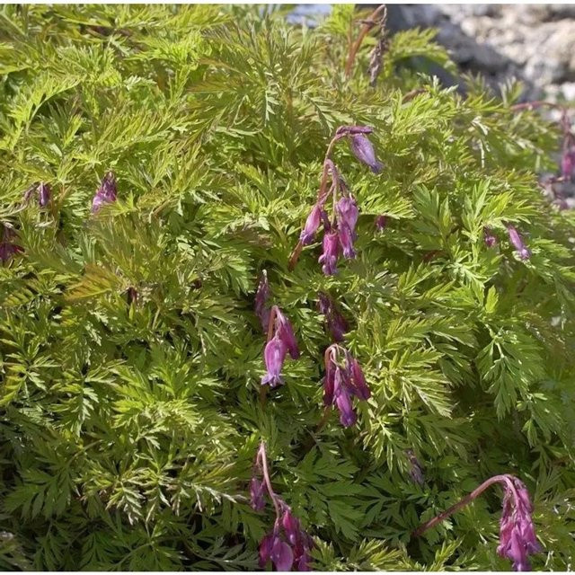 Dicentra formosa Rötliche Zwergherzblume als mehrjährige Staude in Rot und Pink - Bild 1