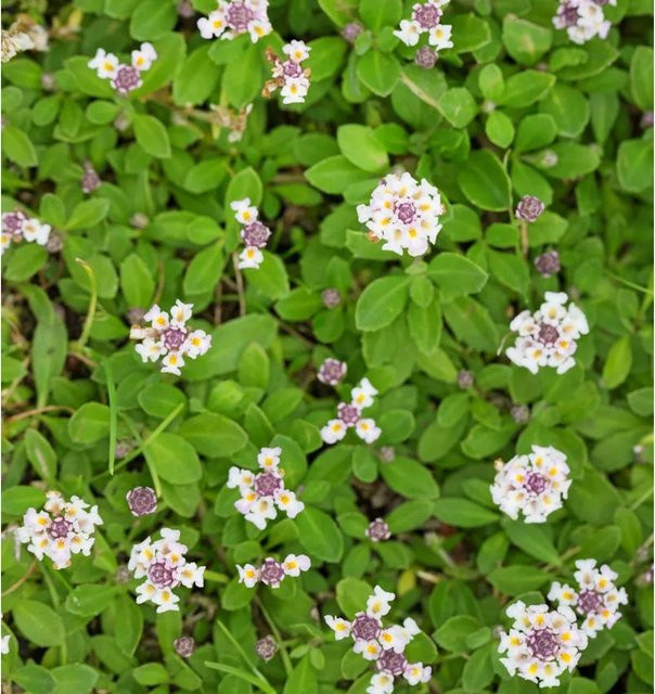 Phyla nodiflora Kriechende Teppichverbene als grüner Bodendecker und Rasenersatz - Bild 1