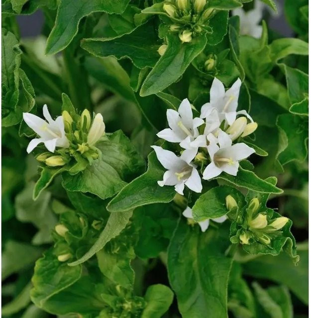 Knäulglockenblume Bellefleur White Campanula glomerata als weiße Schmuckpflanze für den Naturgarten - Bild 1