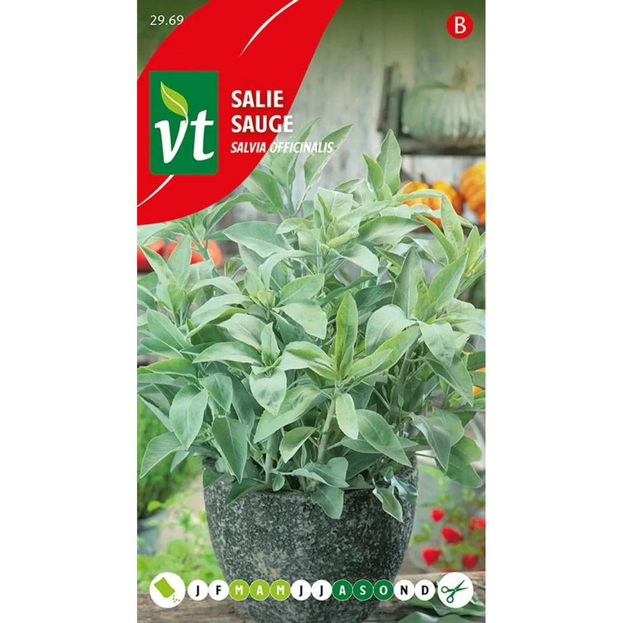 Arborix Aromatische Salbei Saatgut für Garten und Küche, 1 g - Bild 2