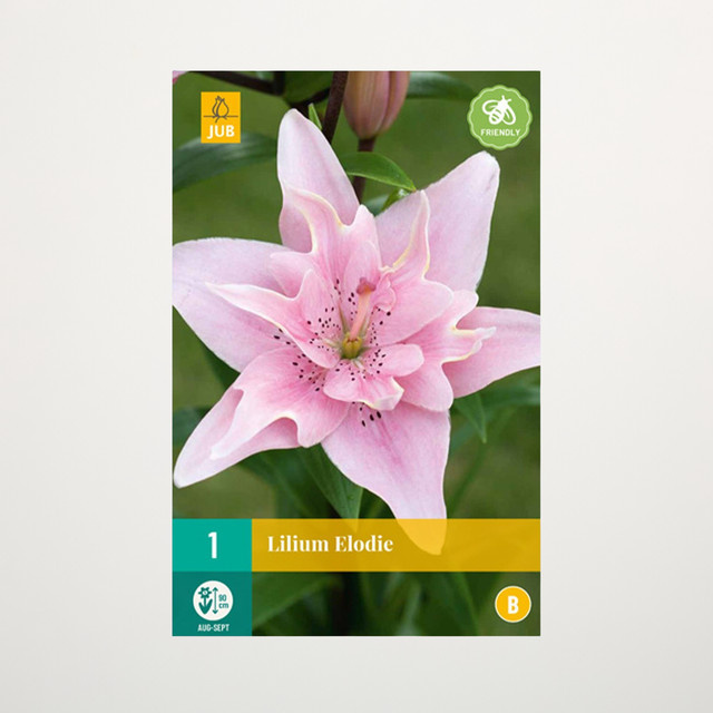 Asiatische Lilie Elodie gefüllte Knolle von BLUME2000 - Bild 1