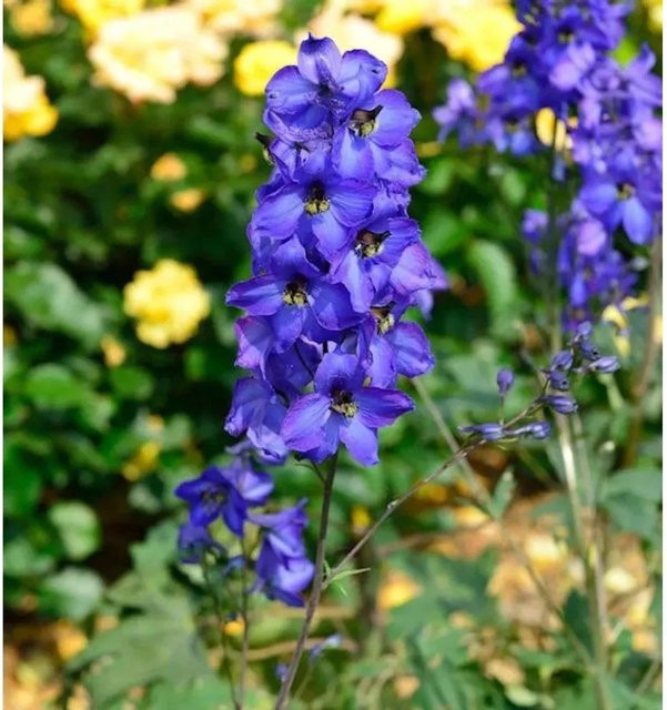 Hoher Rittersporn Waldenburg Delphinium elatum in Blau von Nr-01.de als mehrjährige Gartenpflanze - Bild 1