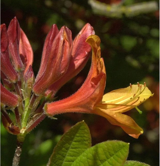 Azalee Golden Nectarine Rhododendron luteum Alpenrose Höhe: 30-40 cm - Bild 1