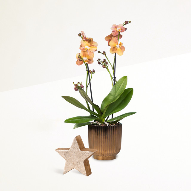BLUME2000 Deko-Aufsteller Stern in Gold und Lightpink für den Tisch - Bild 1