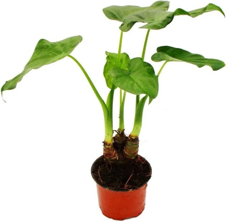 Exotenherz Alocasia Cucullata Elefantenohr Zimmerpflanze, Grün, Topf-Durchmesser: 12 cm, Höhe: 25-30 cm