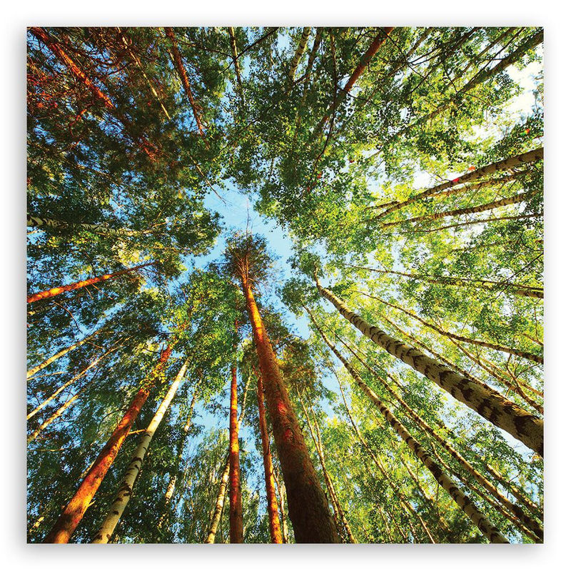 Feeby Leinwandbild Grüner Wald mit Bäumen, quadratische Landschaftsdekoration in Grün, B/H: 30 x 30 cm - Bild 2