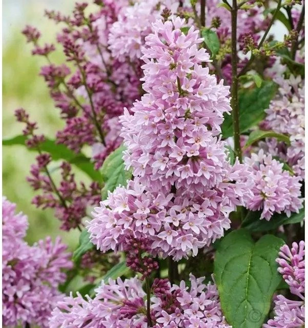 Edelflieder Minuet Syringa hyacinthiflora Kircher-Collection in Weiß und Violett, Höhe: 100-125 cm - Bild 1
