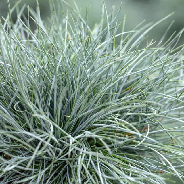 3er Set Zwerg-Blauschwingel Glaucantha Festuca valesiaca von BLUME2000 - Bild 1