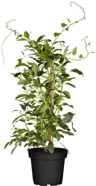 GROW by OBI Bio Weibliche Kiwi Red Jumbo Actinidia arguta Kletterstrauch in Topf, Höhe: 30 - 40 cm - Bild 1