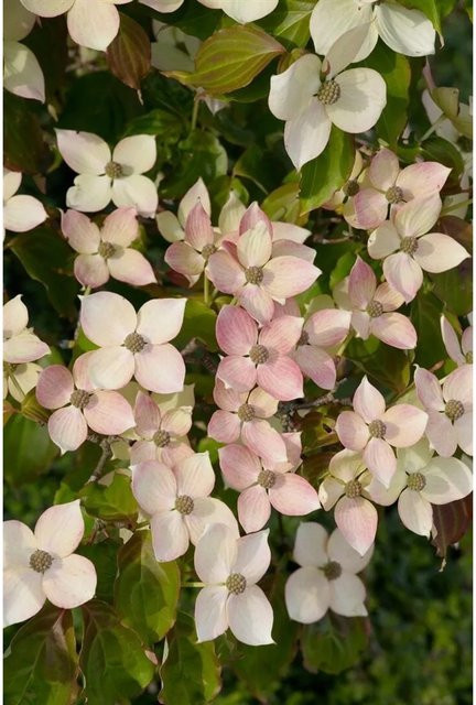 Cornus Kousa Dwarf Pink Japanischer Blumen-Hartriegel Rosa 40–60 cm - Bild 1