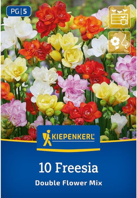 Kiepenkerl Freesien Mischung gefüllte Blüten, 10 Zwiebeln, bunt (weiß, rosa, lila, mehrfarbig) - Bild 1