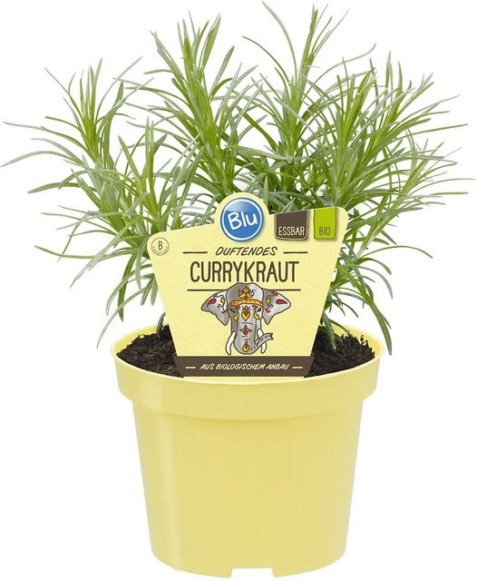 Blu Bio-Currykraut Helichrysum als Gewürz und Heilkraut im Topf mit einem Durchmesser von ca. 12 cm - Bild 1