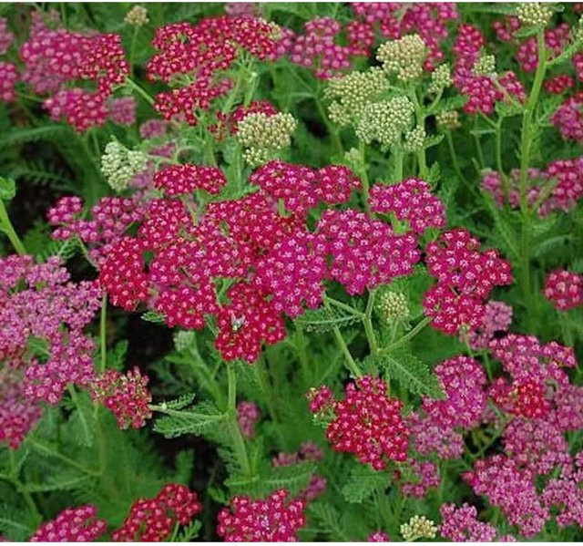 Achillea millefolium Schafgarbe Velour von Nr-01.de als mehrjährige Gartenpflanze - Bild 1