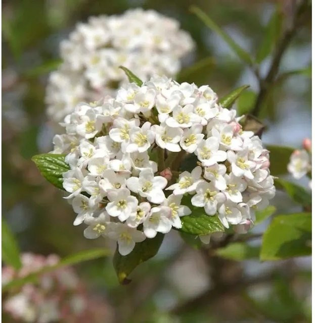 Viburnum burkwoodii Osterschneeball von Nr-01.de, weißer Zierstrauch, Höhe: 60-80 cm - Bild 1