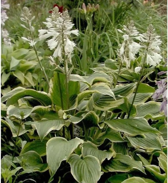 Funkie Yellow River - Hosta Hybrid gelbe Staude für den Garten - Bild 1