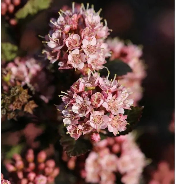 Physocarpus opulifolius Blasenspiere Tiny Wine in Pink von Nr-01.de - Bild 1