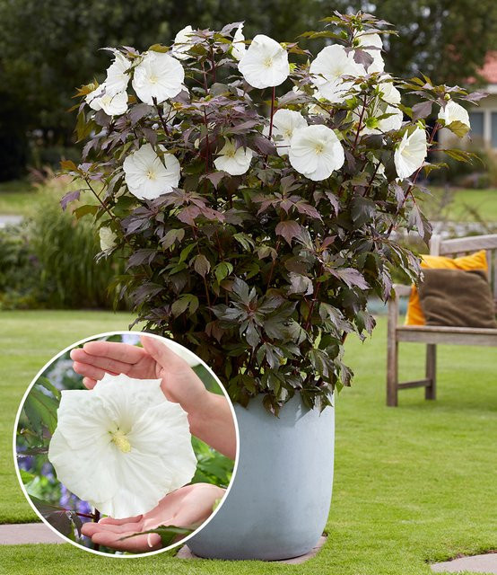 Hibiskus Carousel Ghost® - Bild 1