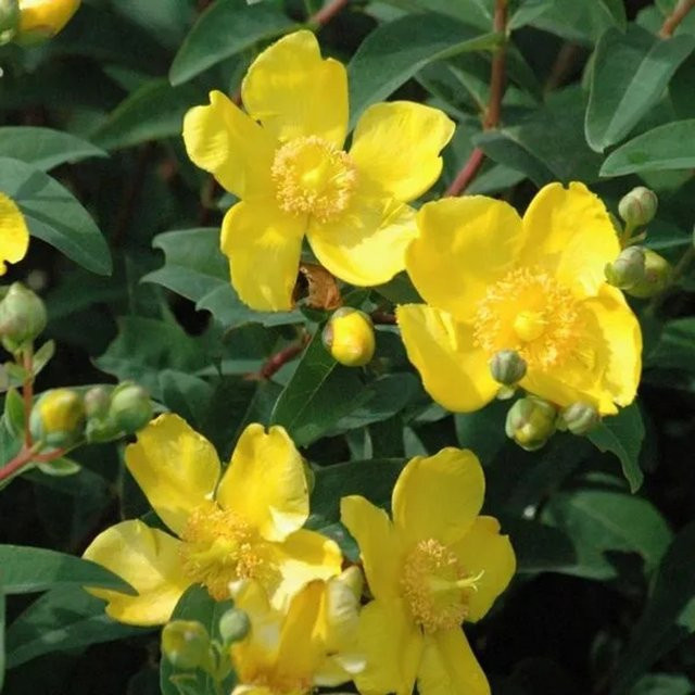 Arborix Johanniskraut Hidcote Hypericum mit dunkelgrünem Laub im Container, Höhe: 30 bis 40 cm - Bild 1