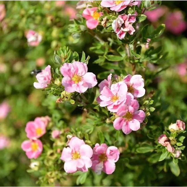 10x Kleiner Spierstrauch Pretty Polly Potentilla fruticosa als Bodendecker für deinen Garten - Bild 1