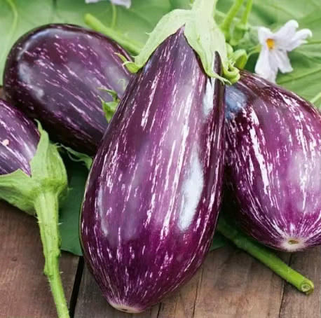 Toraf Auberginensamen TSAKONIKI Sorte Purple - Bild 4