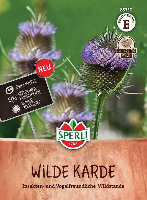 SPERLI Wilde Karde-Samen in Violett - Bild 1