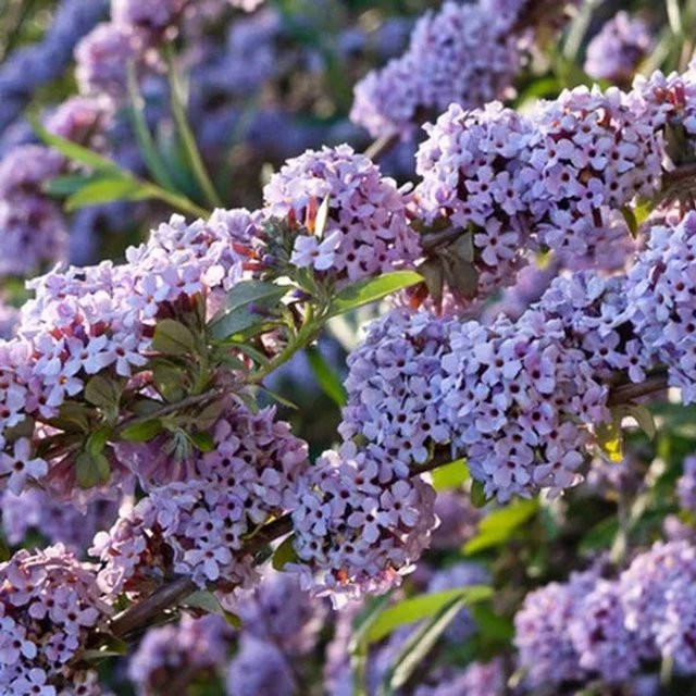 Arborix Schmetterlingsstrauch Buddleja alternifolia in Lila, Sommerblühend im Container - Bild 1