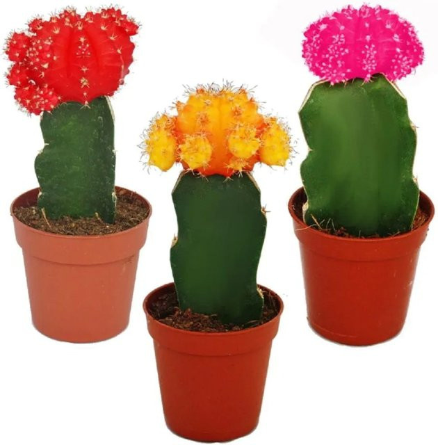 Exotenherz Set aus 3 verschiedenfarbigen Gymnocalycium mihanovichii Kakteen im 5,5 cm Topf, Höhe: ca. 11 cm - Bild 1