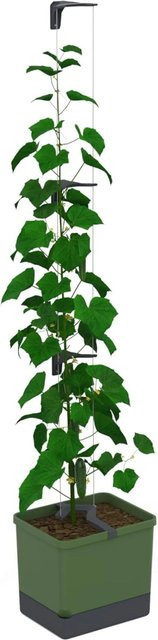 Gusta Garden Selbstbewässernder Gurkentopf Curt Cucumber mit Ranksystem Dunkelgrün - Bild 1
