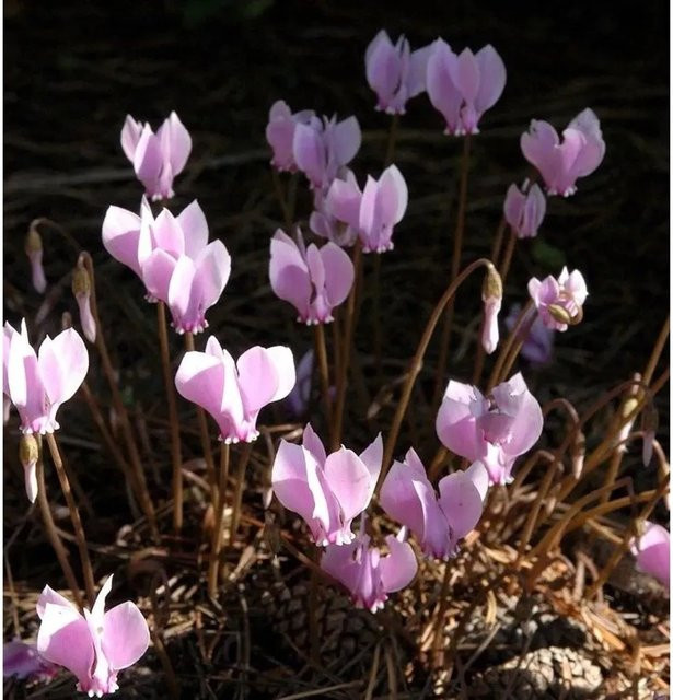 Herbst Alpenveilchen Cyclamen hederifolium als winterharte Staude für Garten und Steingärten von Nr-01.de - Bild 1