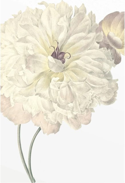 Komar Wandbild Illustration Dahlia, Mehrfarbig, Breite: 50 cm, Höhe: 70 cm - Bild 1