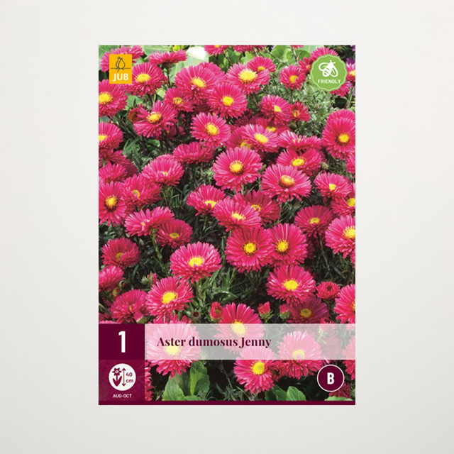 Kissenaster Jenny Zwiebel von BLUME2000 - Bild 1