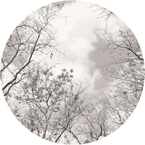 K&L Wall Art Vliestapete Runde Vliestapete Baumkronen Himmel Natur, mehrfarbig, matt, B: 236 cm, H: 236 cm - Bild 1