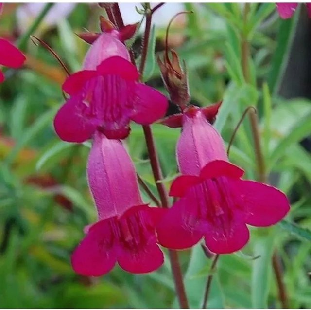 Penstemon Hybrid Bartfaden Garnet - Pinke mehrjährige Beetpflanze - Bild 1