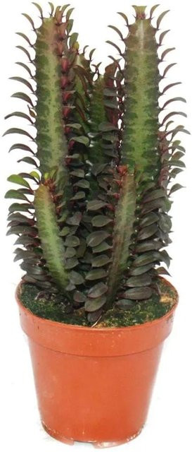 Exotenherz Euphorbia Trigona Rubra Sukkulente als mittelgroße Zimmerpflanze im 12 cm Topf - Bild 1