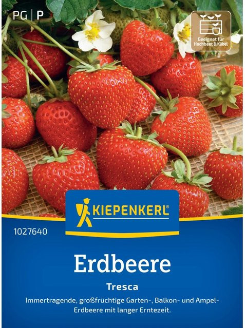 Kiepenkerl Erdbeeren Fresca - Bild 1