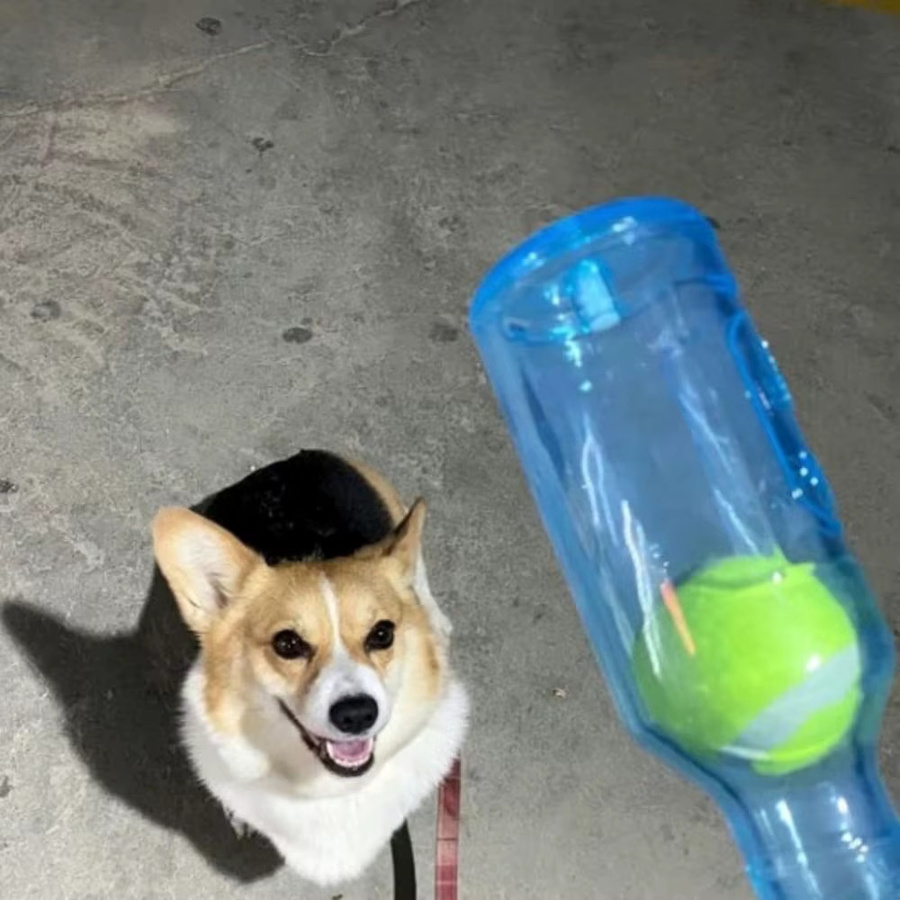 Crunch play Flaschen Spielzeug für Hunde, Plastikflasche, Kau Spielzeug mit Tennis, Wasserflasche Cruncher, interaktives Hundespielzeug - Bild 3