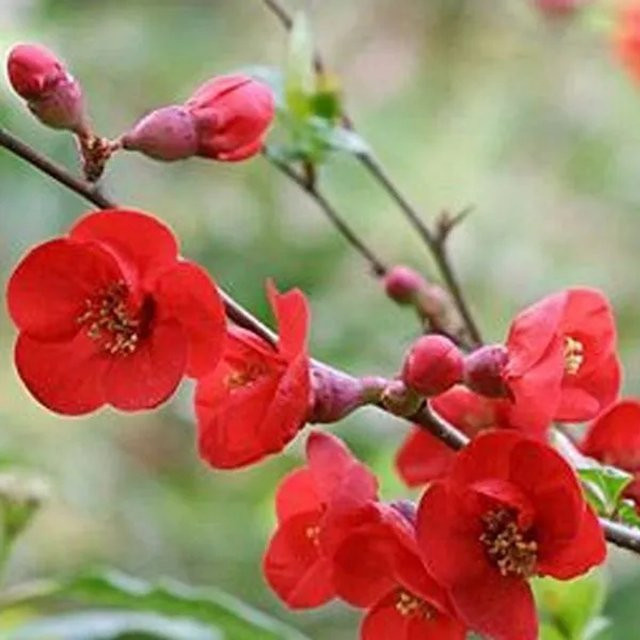 Arborix Zierquitte Fire Dance Chaenomeles superba rote Blüte fruchttragend im Container 30 bis 40 cm - Bild 1
