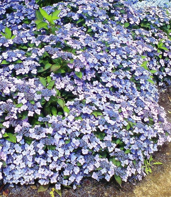 Zwerg-Hortensie Koreana - Bild 1