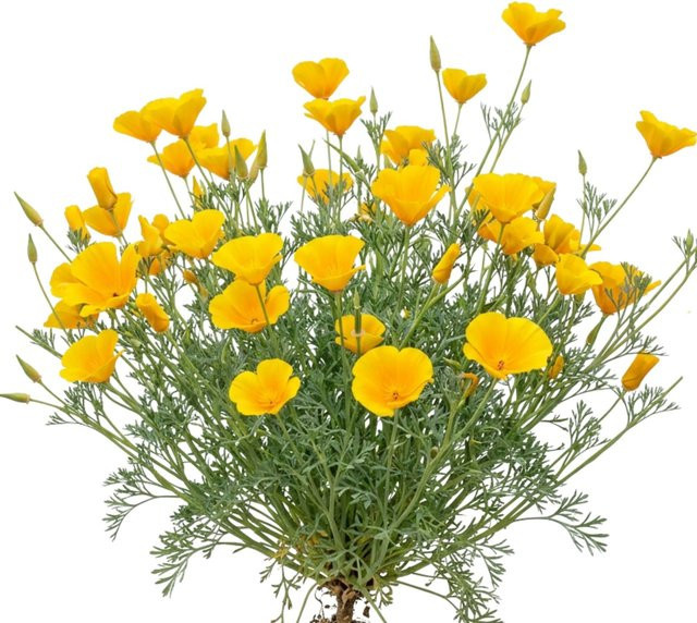 LaCaTho Goldmohn Samen Eschscholzia Californica mit 150 Samen für gelb-orange Blüten - Bild 1