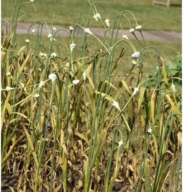 Echter Knoblauch Allium sativum von Nr-01.de, weiße Staude für den Gemüsegarten - Bild 1
