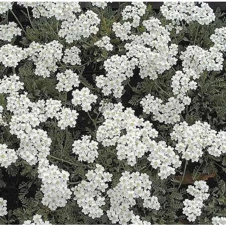 Achillea kolbiana Silber Garbe - Mehrjährige Pflanze für Steingarten und Beeteinfassung