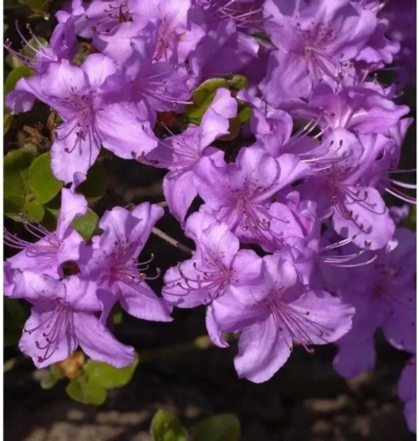 Japanische Azalee Rhododendron obtusum Lilac in Lila, Zwerg Alpenrose als Topfpflanze - Bild 1