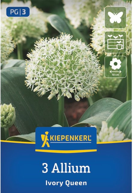 Kiepenkerl Zierlauch Ivory Queen in Weiß, 3 Zwiebeln - Bild 1