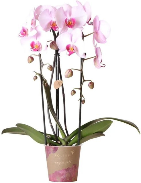 Kolibri Phalaenopsis Orchidee in Rosa mit Topfgröße 12 cm - Bild 1